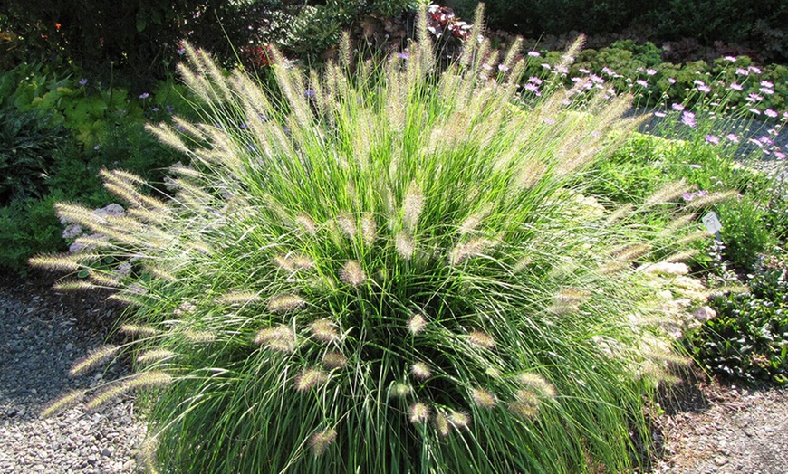 Image 2: Dwarf Fountain Grass Plants