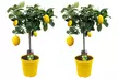 1 ou 2 plants de citronniers en pot - Second Medium