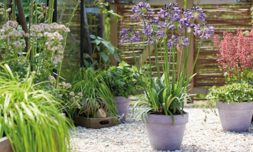 Image 6: Two or Four Summer-Flowering Agapanthus Duo Plants 9cm