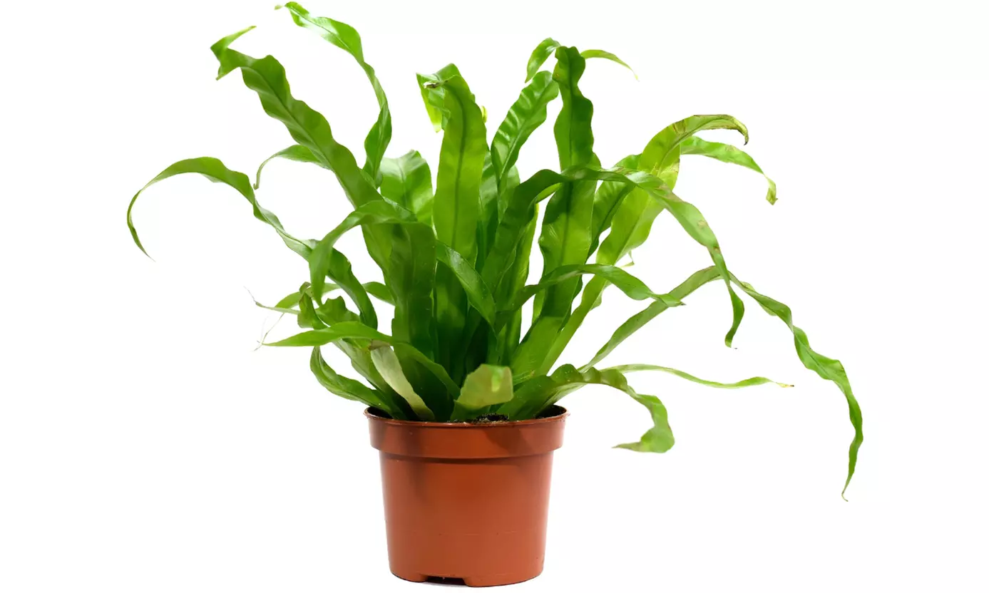 Collection exclusive de 5 plantes d'intérieur