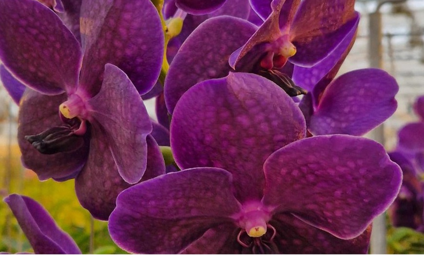 Image 16: Rootz Orchidee