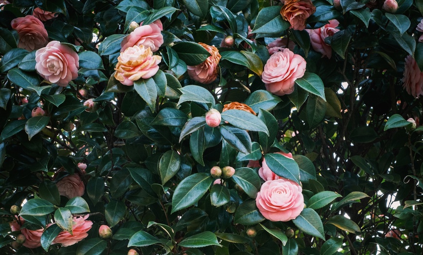 Image 10: Camellia japonica