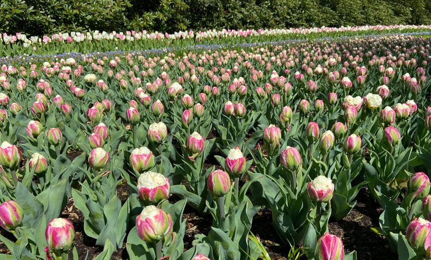 Image 3: Tulip Ice Cream - 5,10 or 20 Bulbs