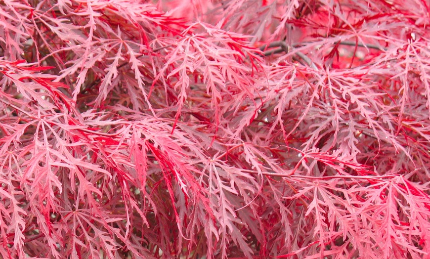 Image 5: Weeping Acer Japanese Maple Tree