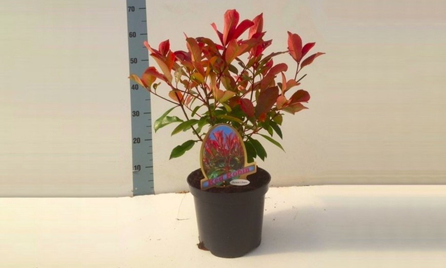 Image 4: Photinia Red Robin Plants