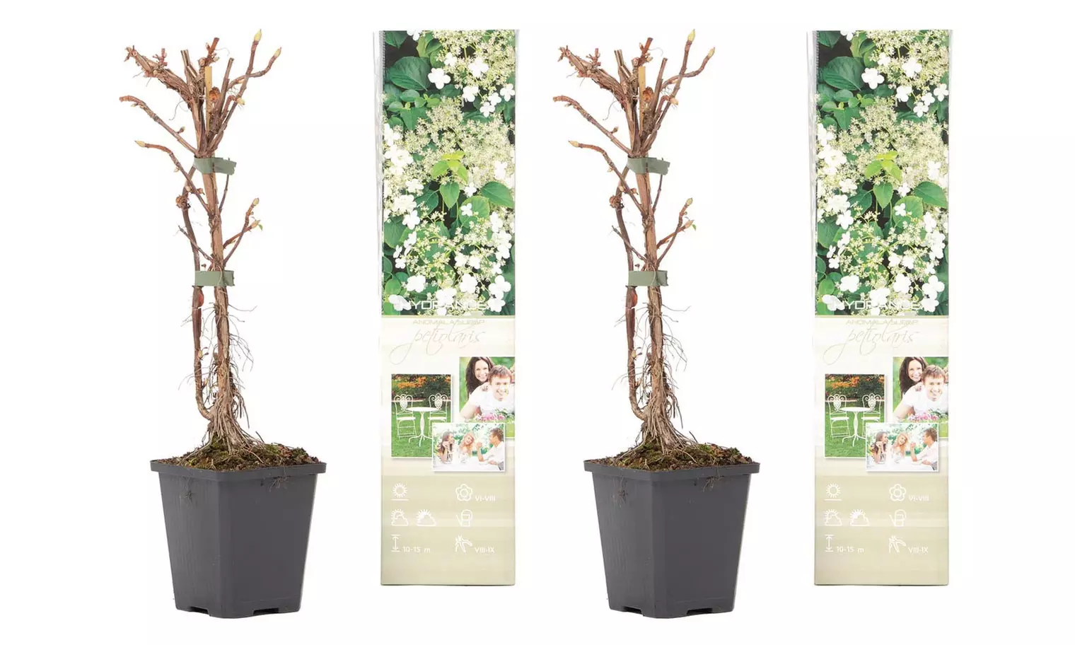 2x, 4x oder 8x Kletterhortensie „Petiolaris“