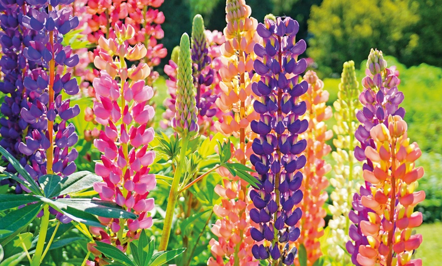 Image 2: Three Lupin Mixed Colours 2-Litre Pots