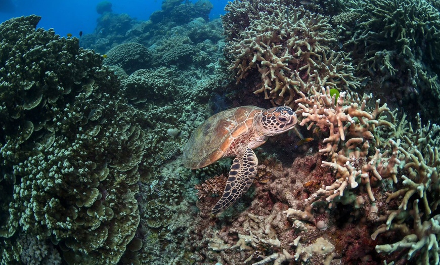 Image 1: Scuba or Fujairah Diving or Snorkeling at Goblin Diving Center