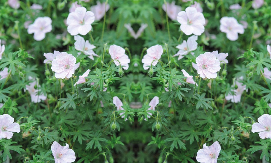 Image 6: Hardy Geranium Mixed Plants