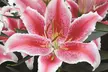 Lily Giant Flowered Collection – Buy 15 or 30 bulbs - Image 2