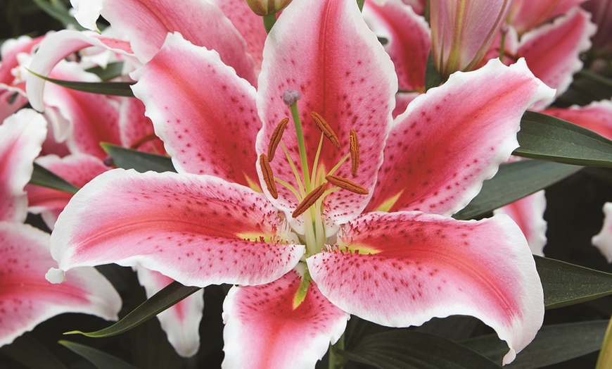 Image 1: Lily Giant Flowered Collection – Buy 15 or 30 bulbs