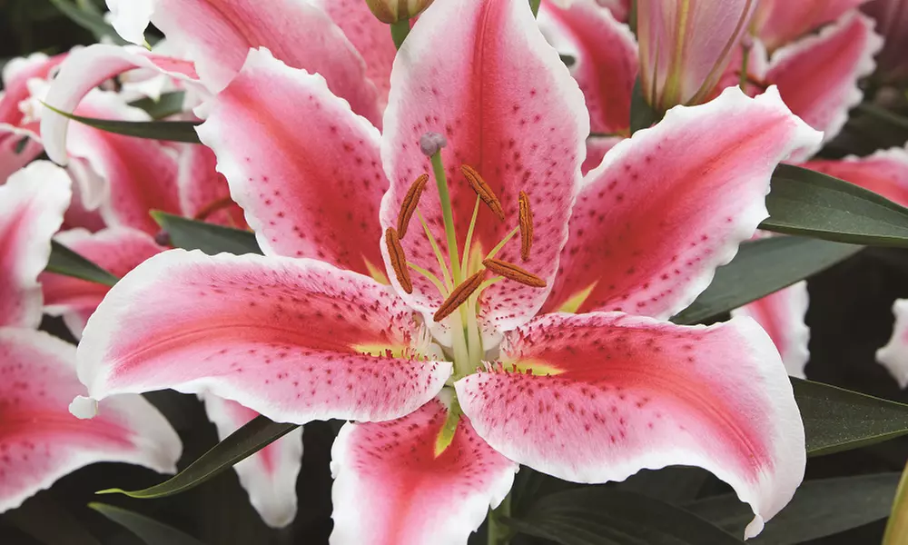 Lily Giant Flowered Collection – Buy 15 or 30 bulbs - Primary Image