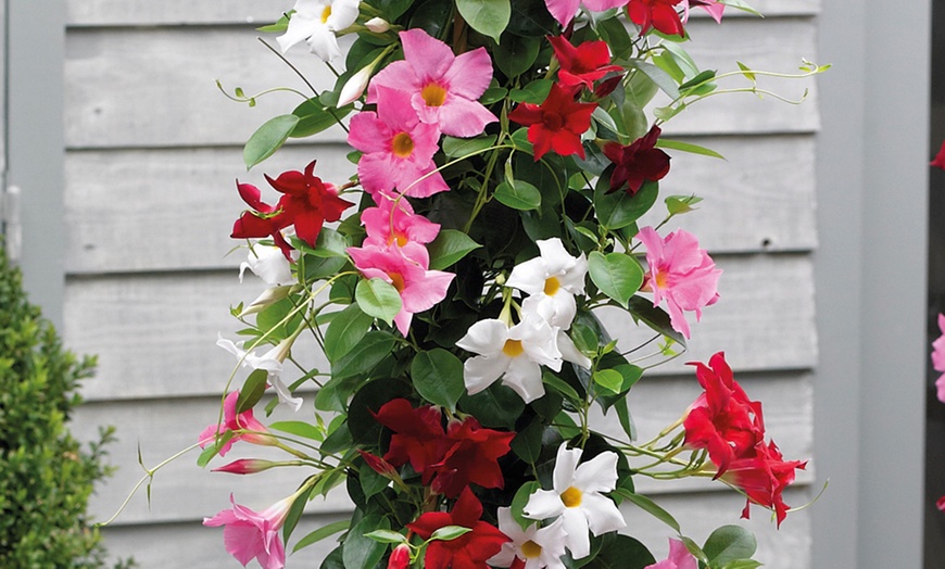 Image 9: Exotic Mandevilla Trio