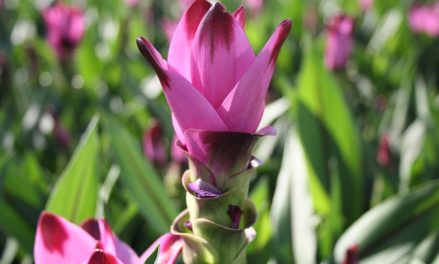 Image 4: 2 of 4 Curcuma Al Siam Splash planten