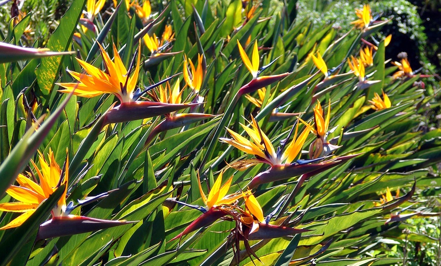 Image 4: 3er- oder 6er-Set Paradiesvogelblumen (Strelitzia Reginae)