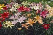 Mirabilis 4'o Clock, Incarvillea Grand Gloxinia, and Jumbo Lily Bulbs (12-, 24-, or 36-Pack) - Second Medium