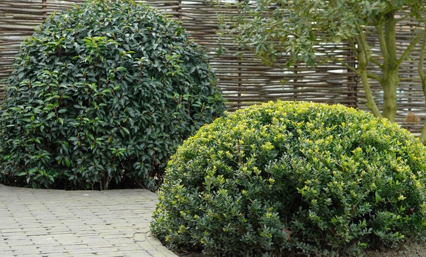 Image 6: Ilex crenata Dark Green