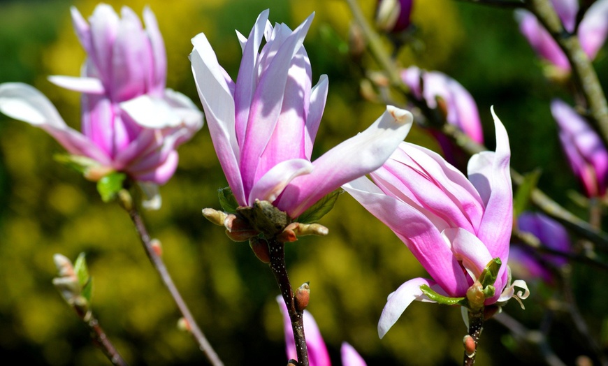 Image 6: 3 of 6 Magnolia planten van OH2