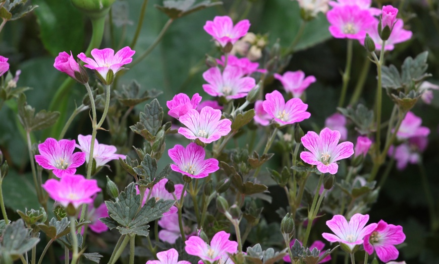 Image 1: Geranium 'Bobs Blunder' - 1, 3 or 5 Potted Plants