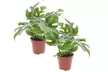 2x Monstera Minima oder 2x Monstera Monkey Mask - Second Medium