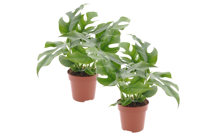 Image 7: Lot de 2 plantes Monstera Minima ou Monkey-Mask