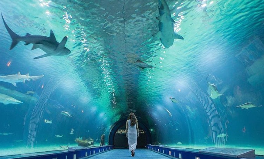 Image 25: Entrada de 1 día al Oceanogràfic, Museo Príncipe Felipe y/o Hemisfèric