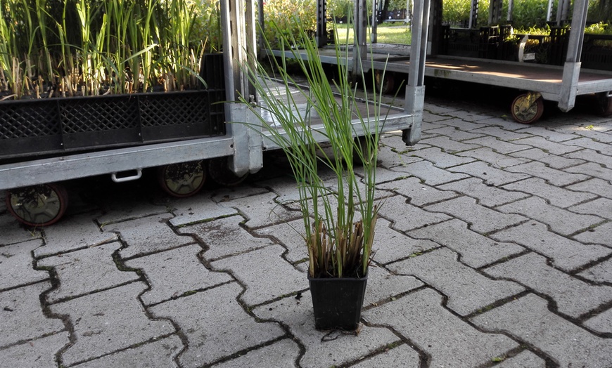 Image 3: Chinese Silver Grass Plants