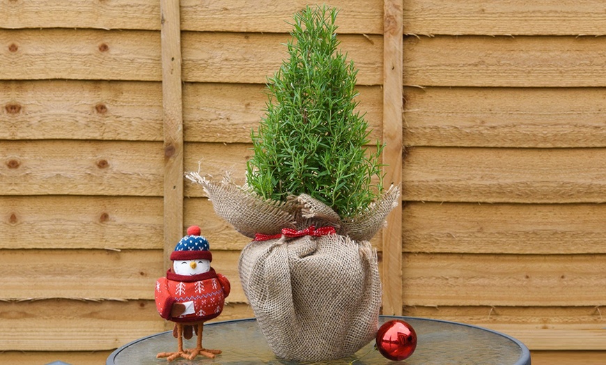 Image 2: Festive Rosemary or Lavender Christmas Tree - 1 or 2 Potted Plants