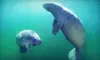 $26 for a Three-Hour Guided Manatee Snorkel Tour at Adventure Diving in Crystal River ($55 Value)