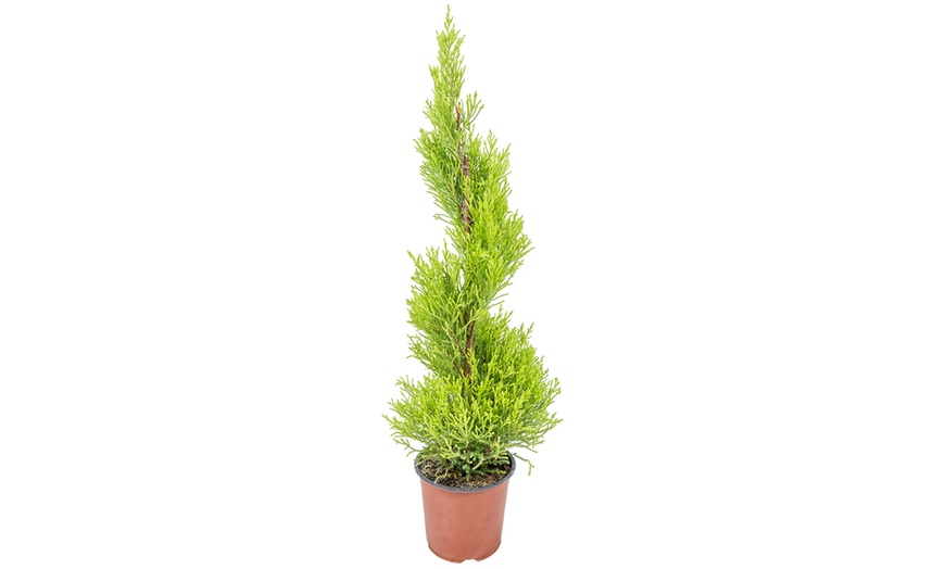 Image 3: Golden Scented Cypress
