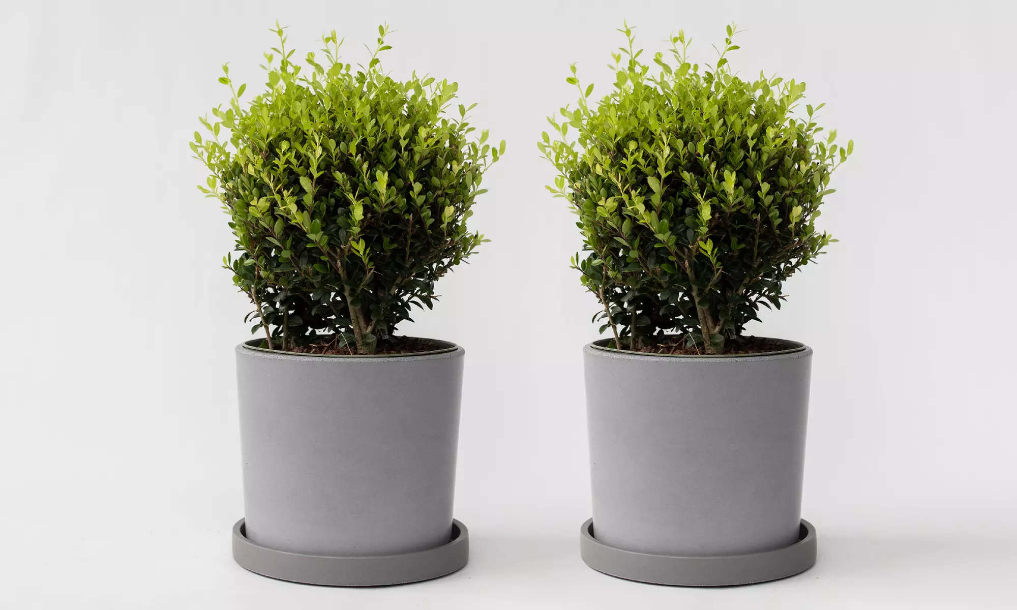 1x oder 2x Japanische Stechpalme "Ilex Crenata Jenny" - Second Medium