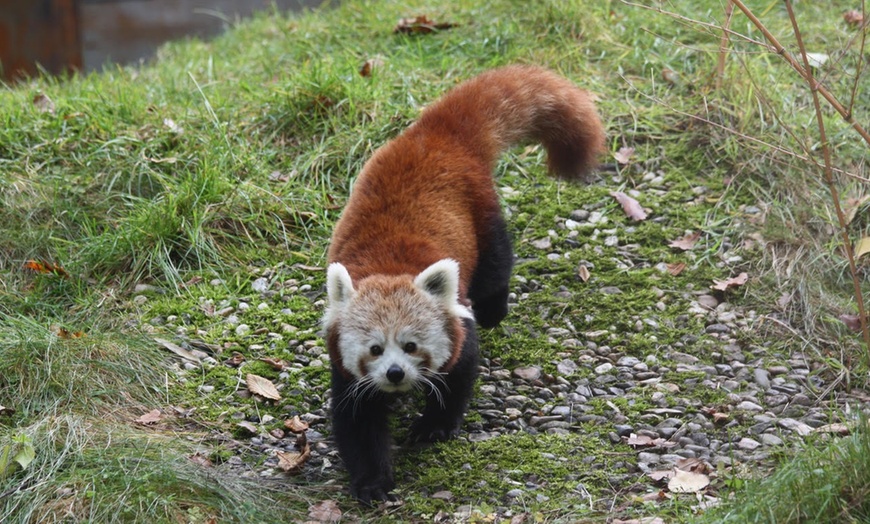 Image 4: Tagesticket Zoo Magdeburg