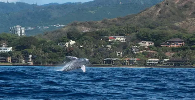 Two-Hour Whale Watching Cruise at Waikiki Snorkel Company
