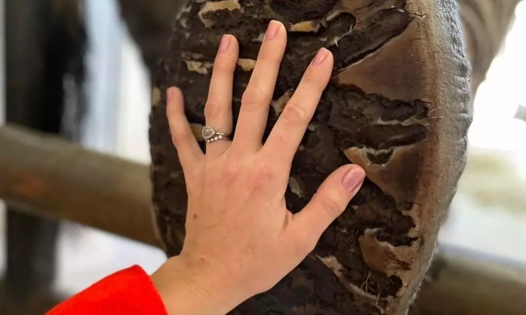 Animal Encounters at Wildlife Safari 