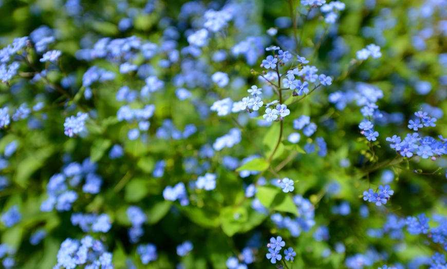 Image 3: Brunnera Groundcover Collection – 3 or 6 Potted Plants