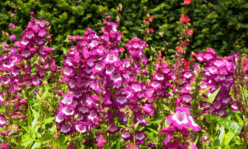 Image 4: Pretty Penstemon Mixed Collection – 6 or 9 Potted Plants