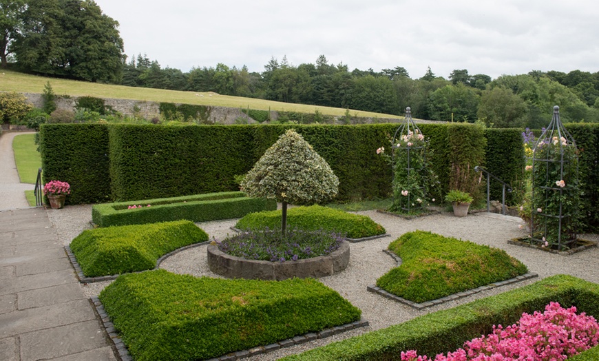 Image 1: Japanese Holly Hedge