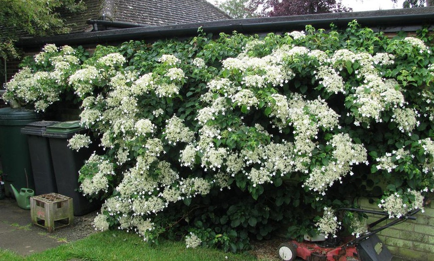 Image 1: 3er- oder 6er-Set Kletterhortensien mit Blüten in Weiß