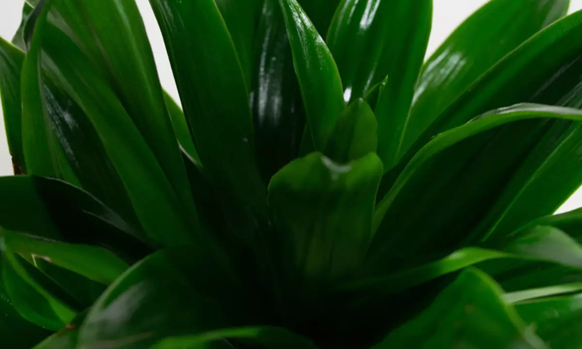 5er-Set Zimmerpflanzen