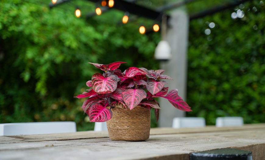 Image 3: One or Two Rootz Iresine Herbstii Red or Yellow Indoor Plants