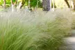6x yartes Federgras „Ponytails“ mit flauschigen silbrig-grünen Blütenköpfen - Second Medium