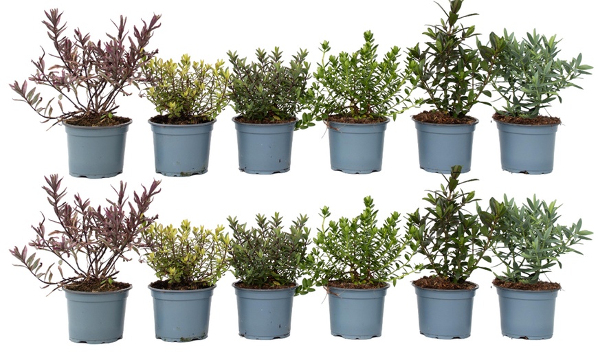 Image 6: Set de 6 o 12 plantas de Hebe Rootz