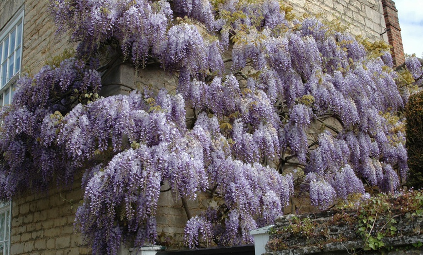 Image 1: Two-Litre Wisteria Amethyst Falls