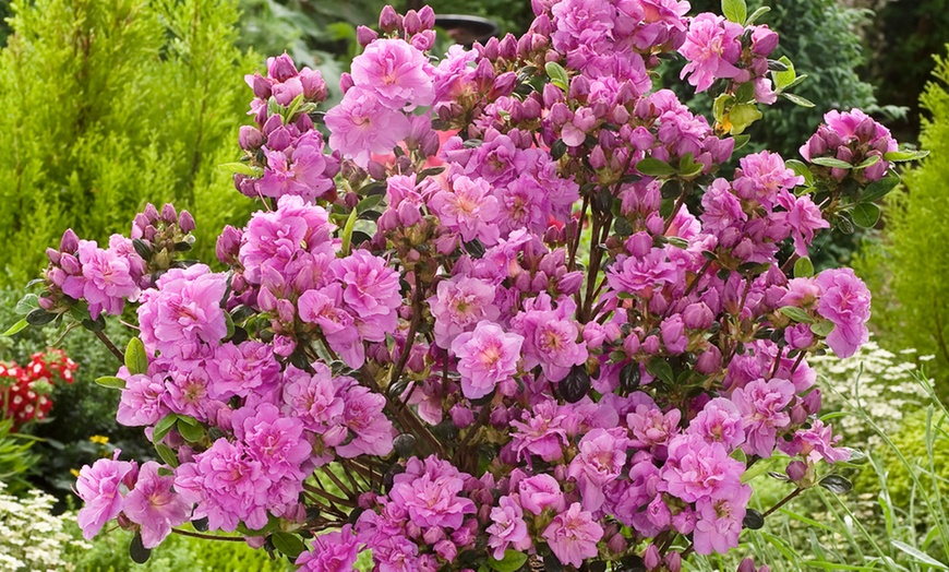 Image 2: Azaleas 