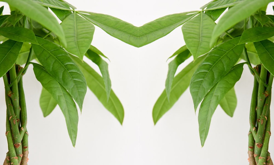 Image 5: Pachira Aquatica Tree with Braided Stem Plants