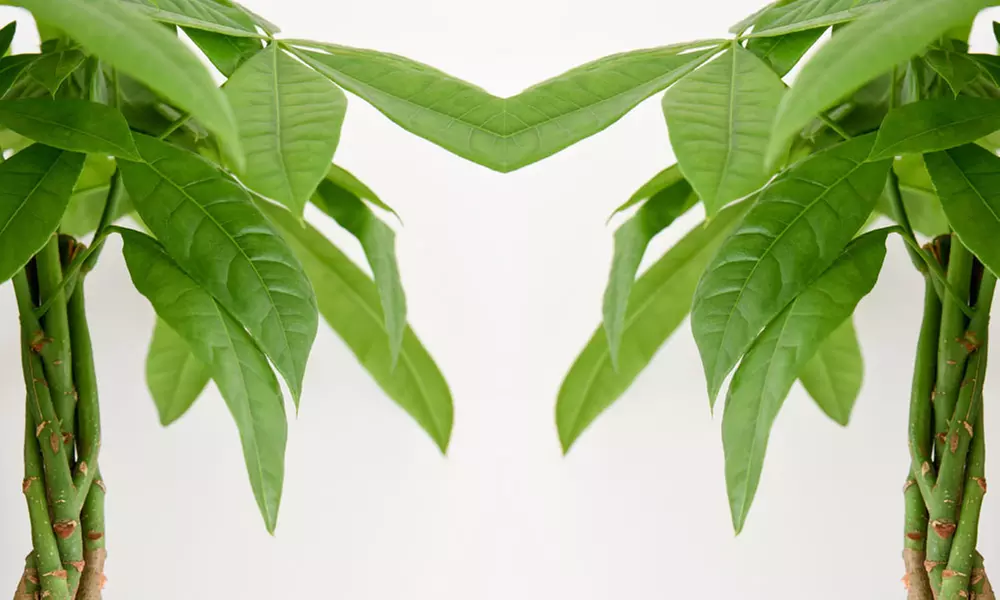 Pachira Aquatica Tree with Braided Stem Plants