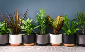 Four or Eight New Home Houseplant Collection Plants