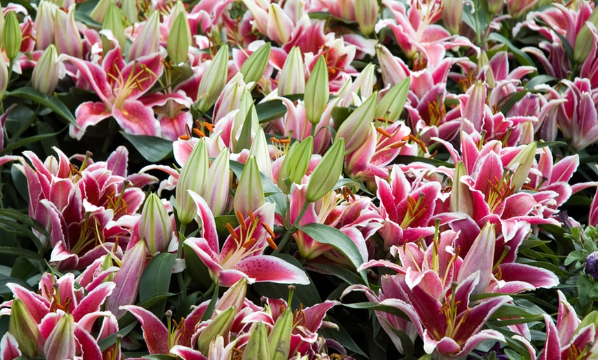 Image 3: Lily 'Dazzler' 24 Bulbs