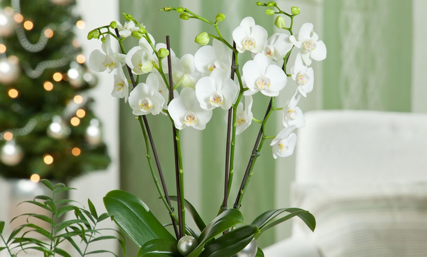 Image 3: Phalaenopsis plant (vlinderorchidee)