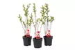 3x oder 6x Zierweide (Salix integra) „Flamingo“ - Second Medium